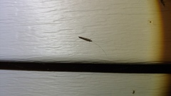 Leptocerus americanus