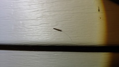 Leptocerus americanus