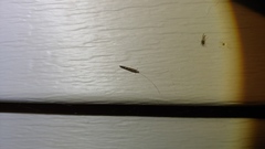 Leptocerus americanus