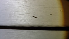 Leptocerus americanus