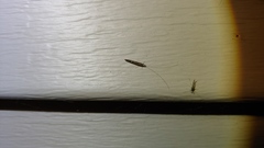 Leptocerus americanus