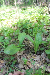 Platanthera bifolia