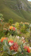 Leucospermum mundii