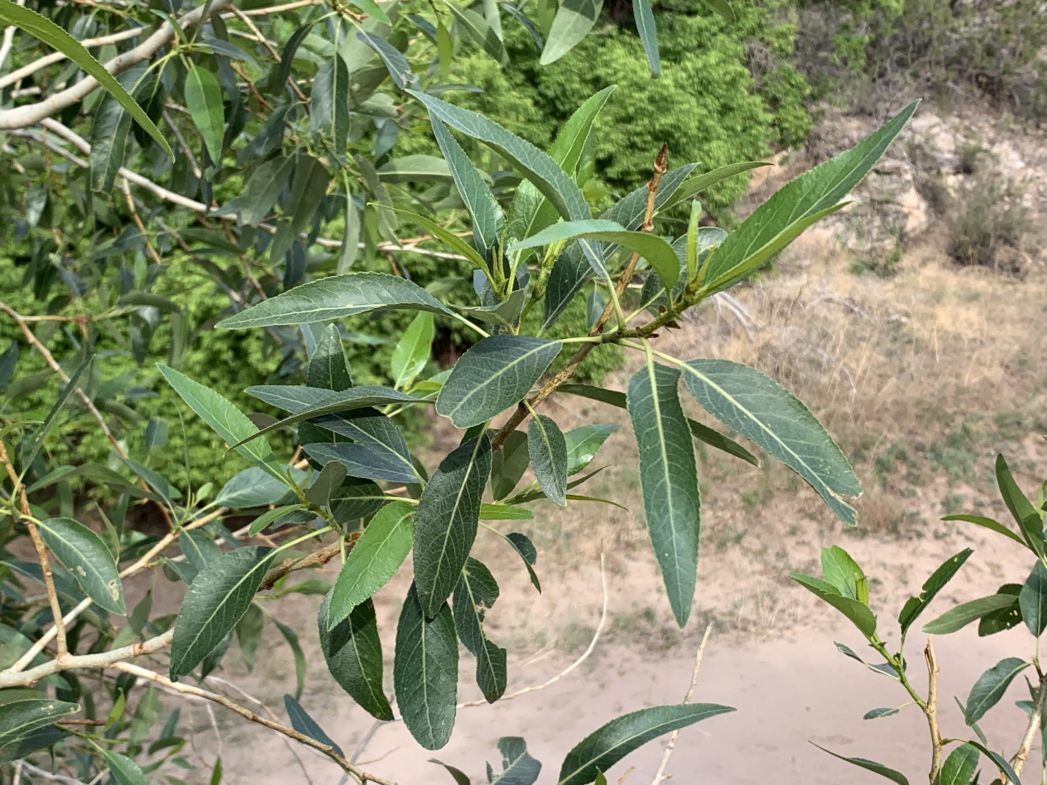 Populus angustifolia
