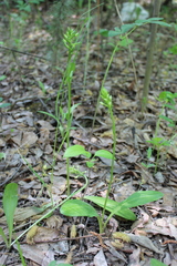 Platanthera bifolia