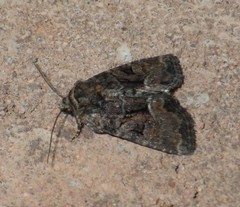 Oligia latruncula