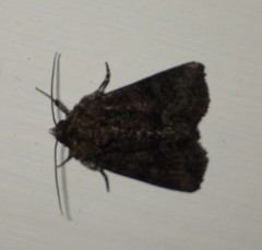 Oligia latruncula