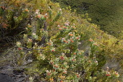 Leucospermum mundii