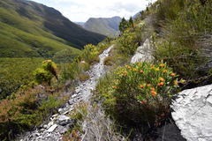 Leucospermum mundii