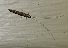 Leptocerus americanus