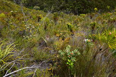 Leucospermum mundii