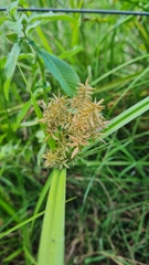 Cyperus pilosus