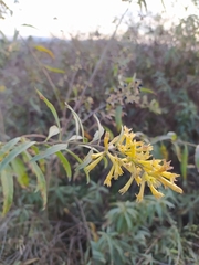 Cestrum parqui