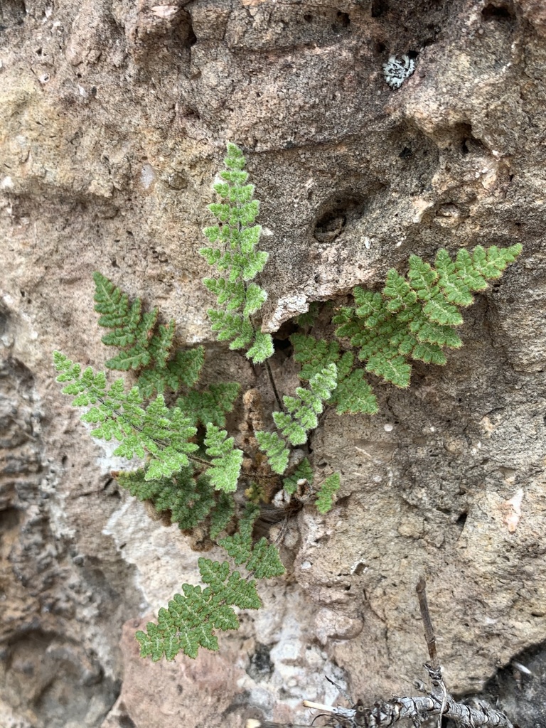 Fee's lip fern