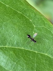 Dicranosepsis