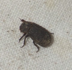 Trox scaber