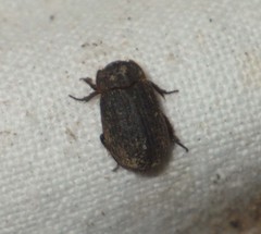 Trox scaber