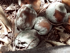 Penicillium italicum