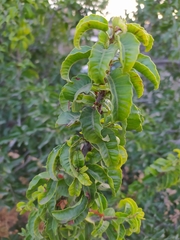 Schinus latifolia