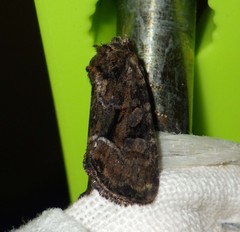 Oligia latruncula