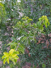 Schinus latifolia