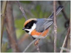 Aegithalos concinnus pulchellus