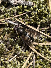 Sericomyia transversa