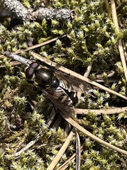 Sericomyia transversa