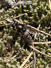 Sericomyia transversa