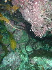 Ophiopsammus maculata