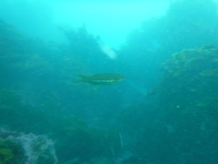 Odax pullus