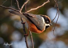 Aegithalos concinnus pulchellus