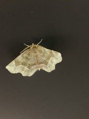 Metarranthis indeclinata