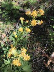 Cacaliopsis nardosmia