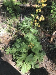 Cacaliopsis nardosmia