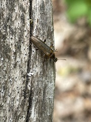 Cephaloon lepturides