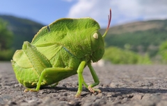 Teratodes monticollis