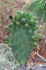 Opuntia lasiacantha