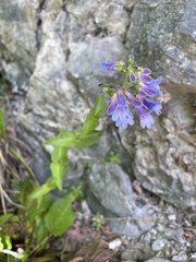 Penstemon ovatus