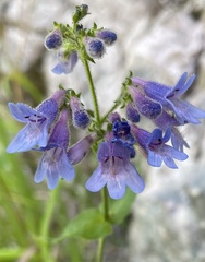 Penstemon ovatus