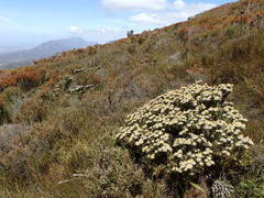 Leucadendron radiatum