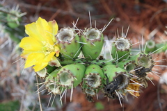 Opuntia lasiacantha