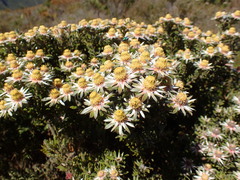 Leucadendron radiatum