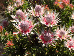 Leucadendron radiatum