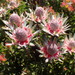Langeberg Conebush - Photo (c) Robert Blackhall-Miles and Ben Ram, some rights reserved (CC BY-NC), uploaded by Robert Blackhall-Miles and Ben Ram