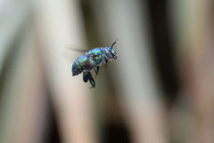 Euglossa