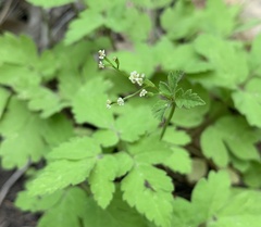 Osmorhiza depauperata