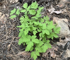 Osmorhiza depauperata