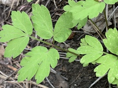 Osmorhiza depauperata