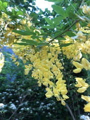 Laburnum anagyroides